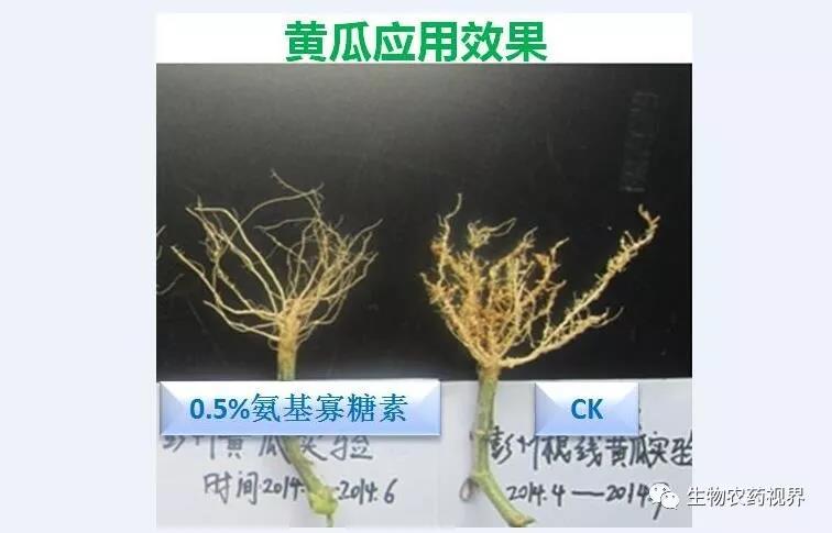 氨基寡糖素 - 植物的免疫衛(wèi)士，根結(jié)線蟲的克星