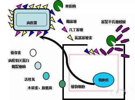 氨基寡糖素 - 植物的免疫衛(wèi)士，根結(jié)線蟲的克星